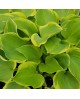Hosta 'Lakeside Scamp' - Funkia