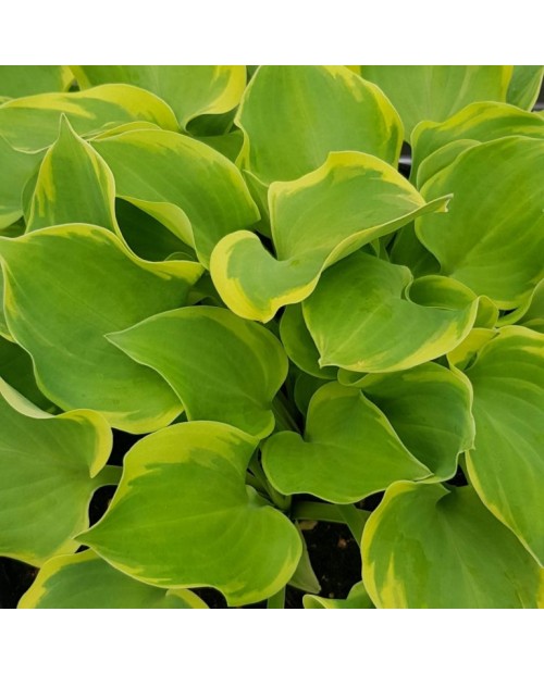 Hosta 'Lakeside Scamp' - Funkia