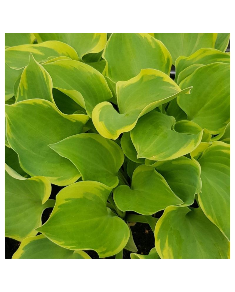 Hosta 'Lakeside Scamp' - Funkia
