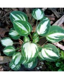 Hosta 'Pandora's Box' - Funkia