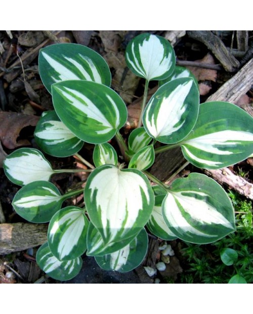 Hosta 'Pandora's Box' - Funkia