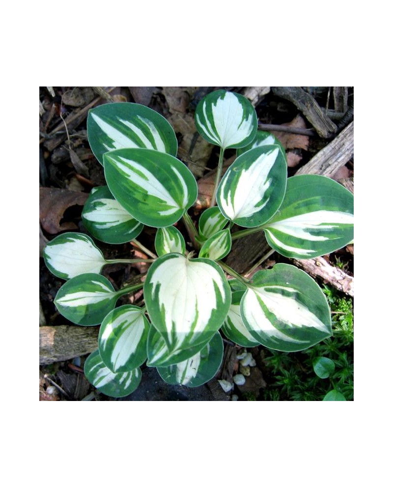 Hosta 'Pandora's Box' - Funkia