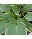 Hosta 'Poker' - Funkia