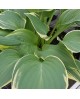 Hosta 'Poker' - Funkia