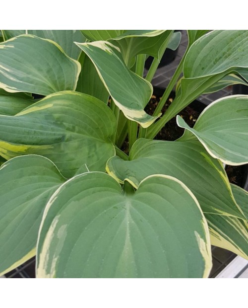 Hosta 'Poker' - Funkia