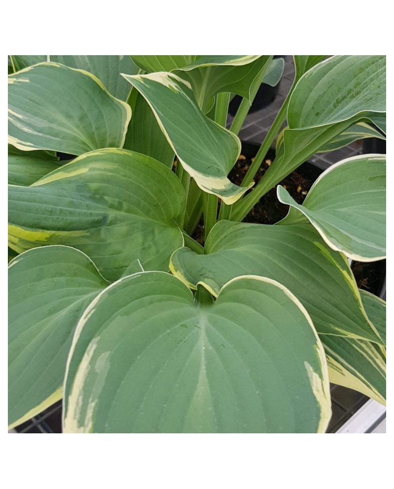 Hosta 'Poker' - Funkia