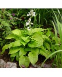 Hosta 'Aphrodite' - Funkia