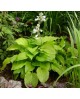 Hosta 'Aphrodite' - Funkia