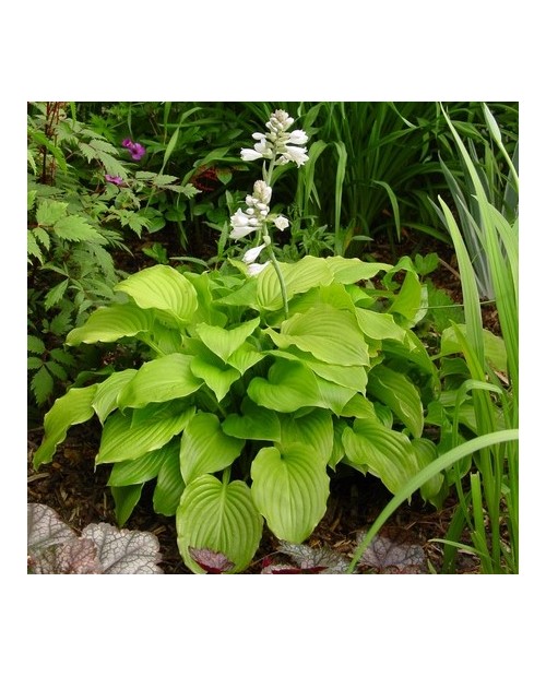 Hosta 'Aphrodite' - Funkia