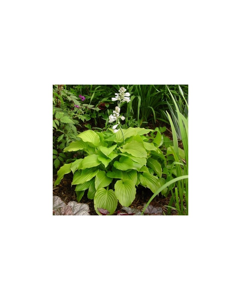 Hosta 'Aphrodite' - Funkia