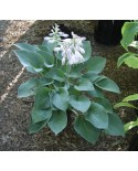 Hosta 'Hadspen Blue' - Funkia