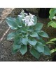 Hosta 'Hadspen Blue' - Funkia