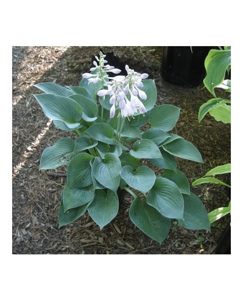 Hosta 'Hadspen Blue' - Funkia