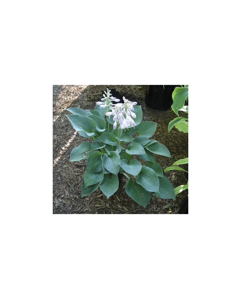 Hosta 'Hadspen Blue' - Funkia