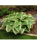 Hosta 'Broadway' - Funkia