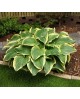 Hosta 'Broadway' - Funkia