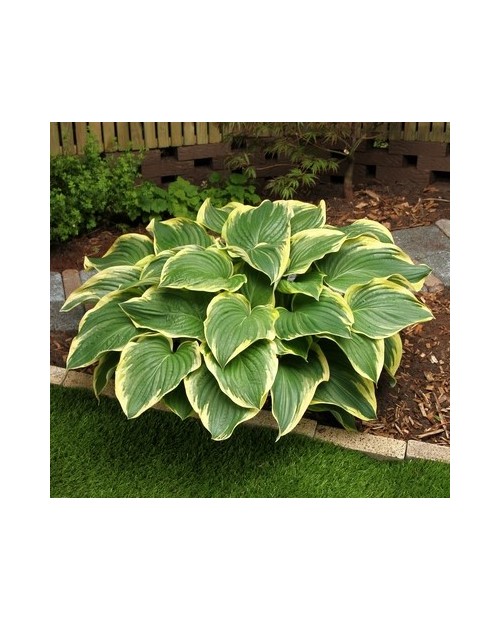 Hosta 'Broadway' - Funkia