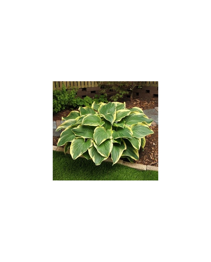 Hosta 'Broadway' - Funkia