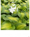 Hosta 'Avocado' - Funkia