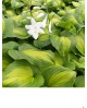 Hosta 'Avocado' - Funkia