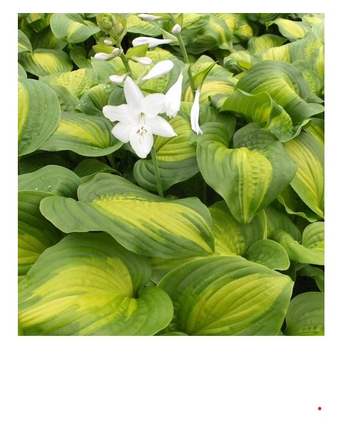 Hosta 'Avocado' - Funkia