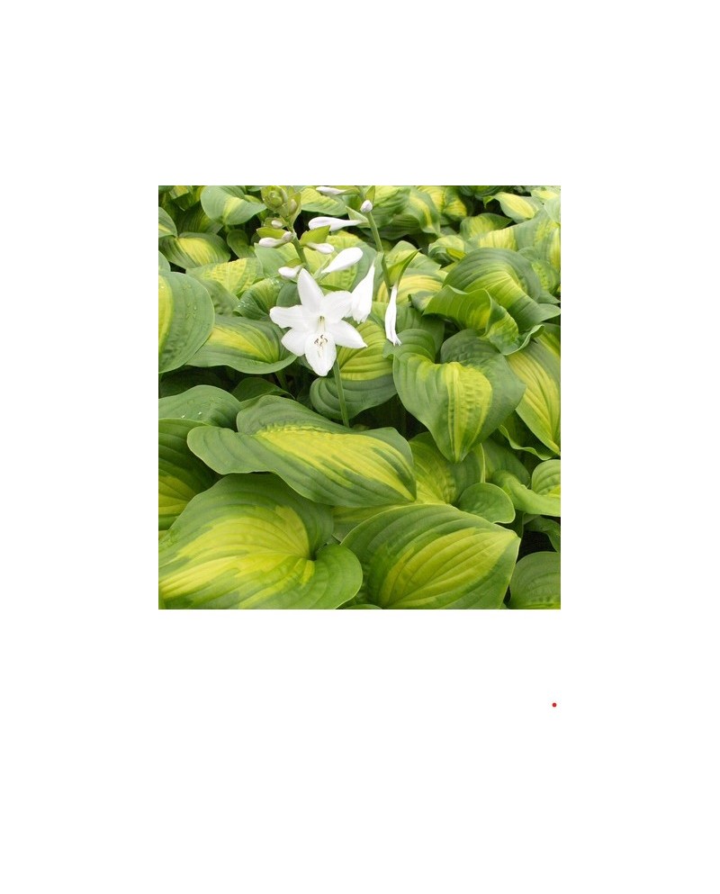 Hosta 'Avocado' - Funkia