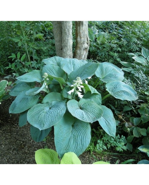 Hosta 'Blue Umbrellas' - Funkia
