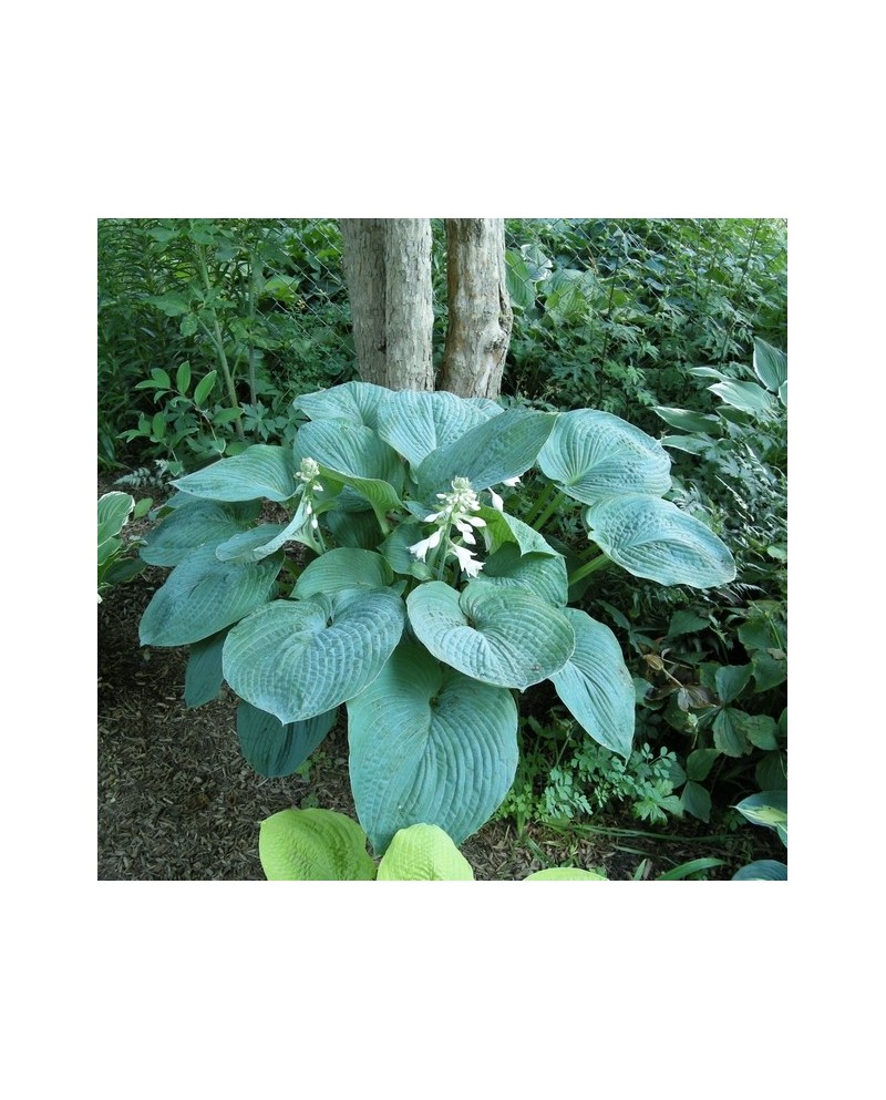 Hosta 'Blue Umbrellas' - Funkia