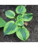 Hosta 'Summer Lovin' - Funkia
