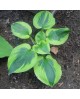 Hosta 'Summer Lovin' - Funkia