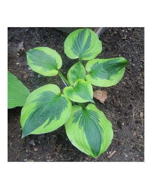 Hosta 'Summer Lovin' - Funkia