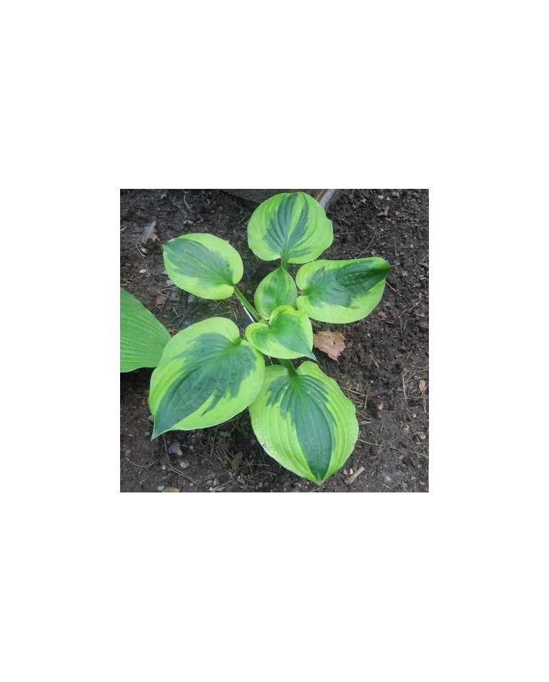 Hosta 'Summer Lovin' - Funkia