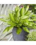 Hosta 'Ayesha' - Funkia