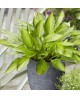 Hosta 'Ayesha' - Funkia