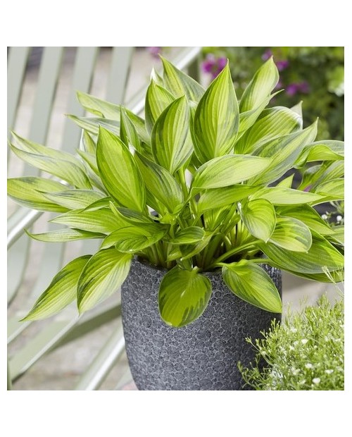 Hosta 'Ayesha' - Funkia
