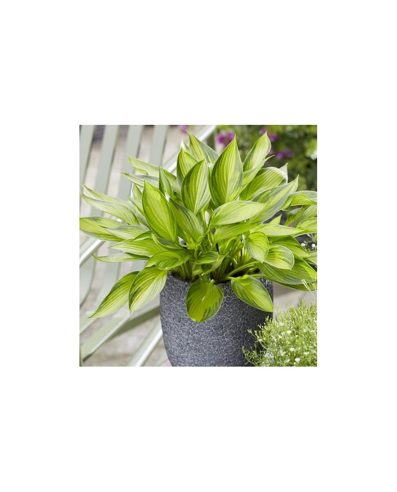 Hosta 'Ayesha' - Funkia