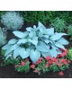 Hosta 'Canadian Blue' - Funkia