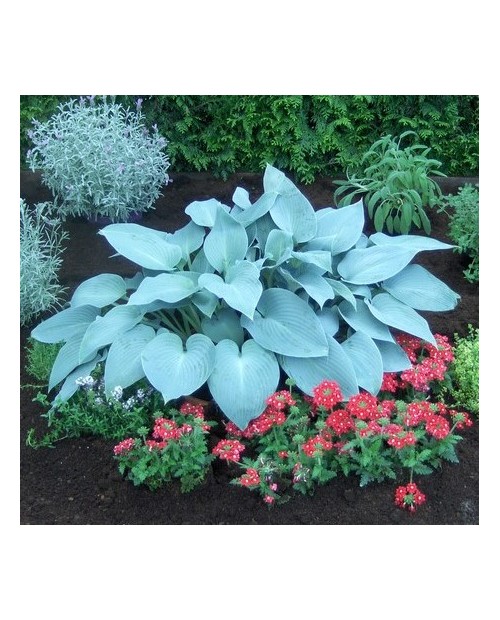 Hosta 'Canadian Blue' - Funkia