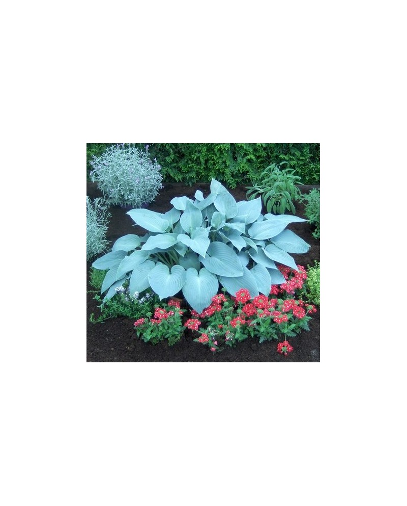 Hosta 'Canadian Blue' - Funkia