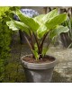 Hosta 'Sorbet' - Funkia