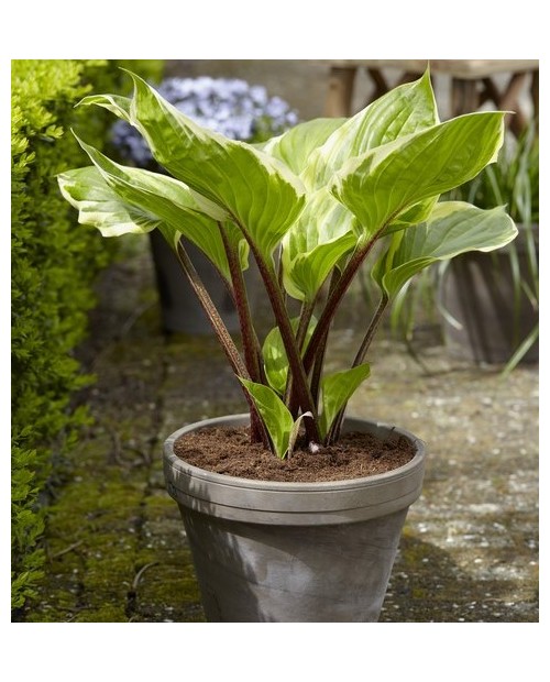 Hosta 'Sorbet' - Funkia