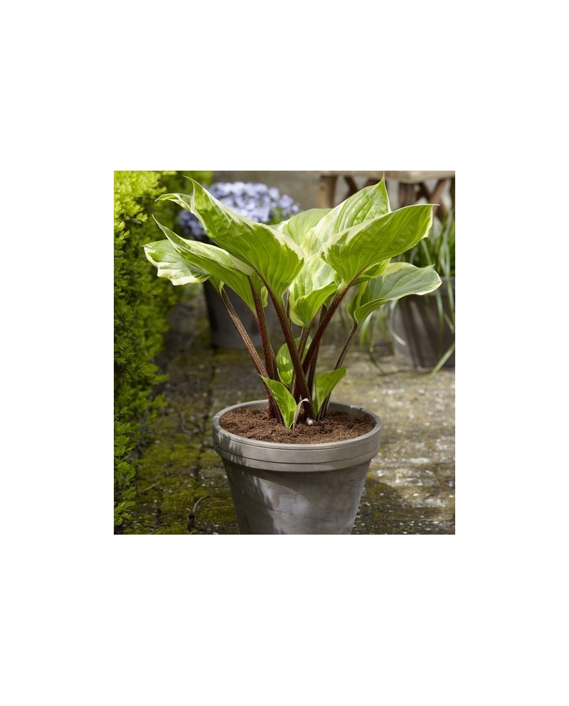 Hosta 'Sorbet' - Funkia