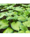 Hosta 'Guacamole' - Funkia