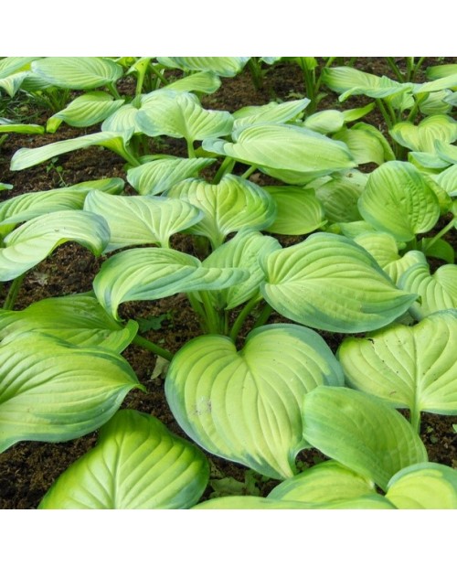 Hosta 'Guacamole' - Funkia