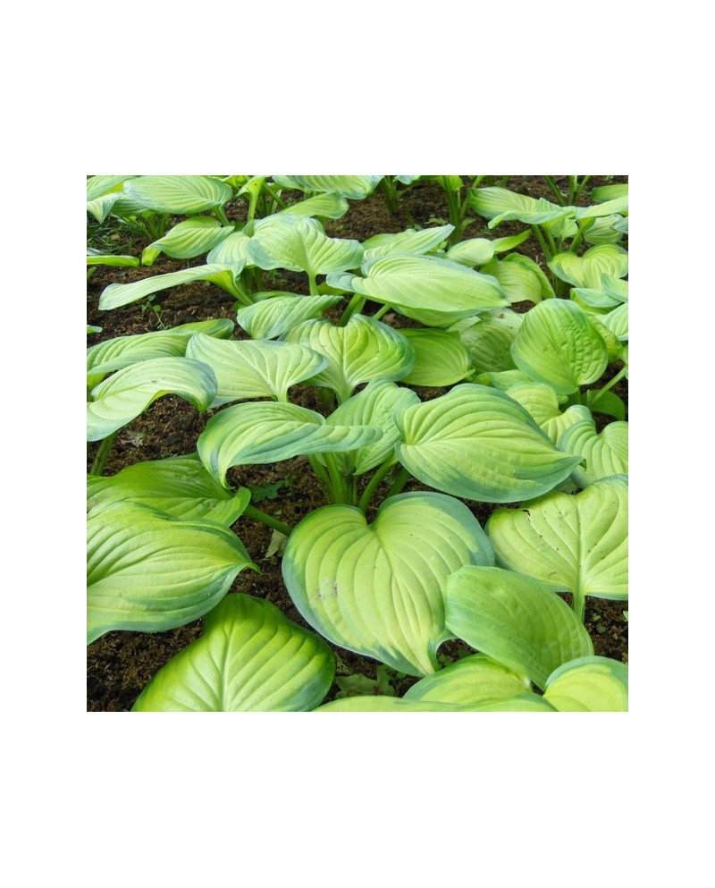 Hosta 'Guacamole' - Funkia