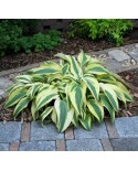 Hosta 'Lakeside Dragonfly' - Funkia