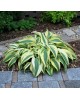 Hosta 'Lakeside Dragonfly' - Funkia