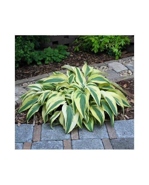 Hosta 'Lakeside Dragonfly' - Funkia