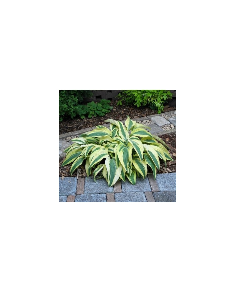 Hosta 'Lakeside Dragonfly' - Funkia
