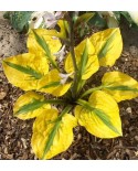 Hosta 'Glad Rags' - Funkia